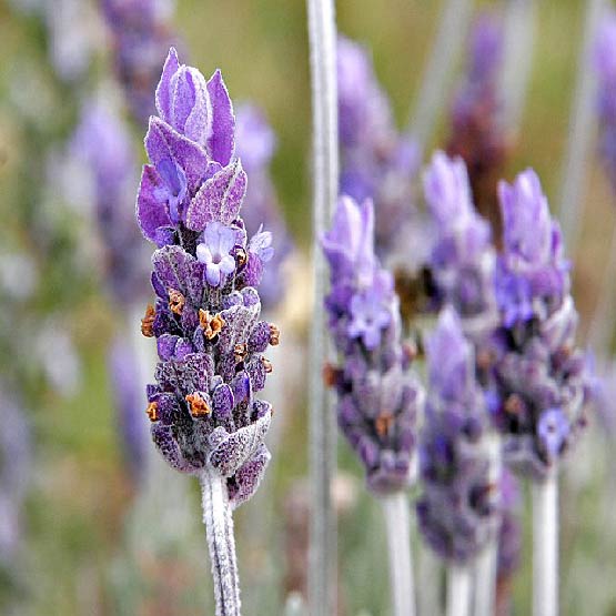 Lavanda - Fragancia DESI