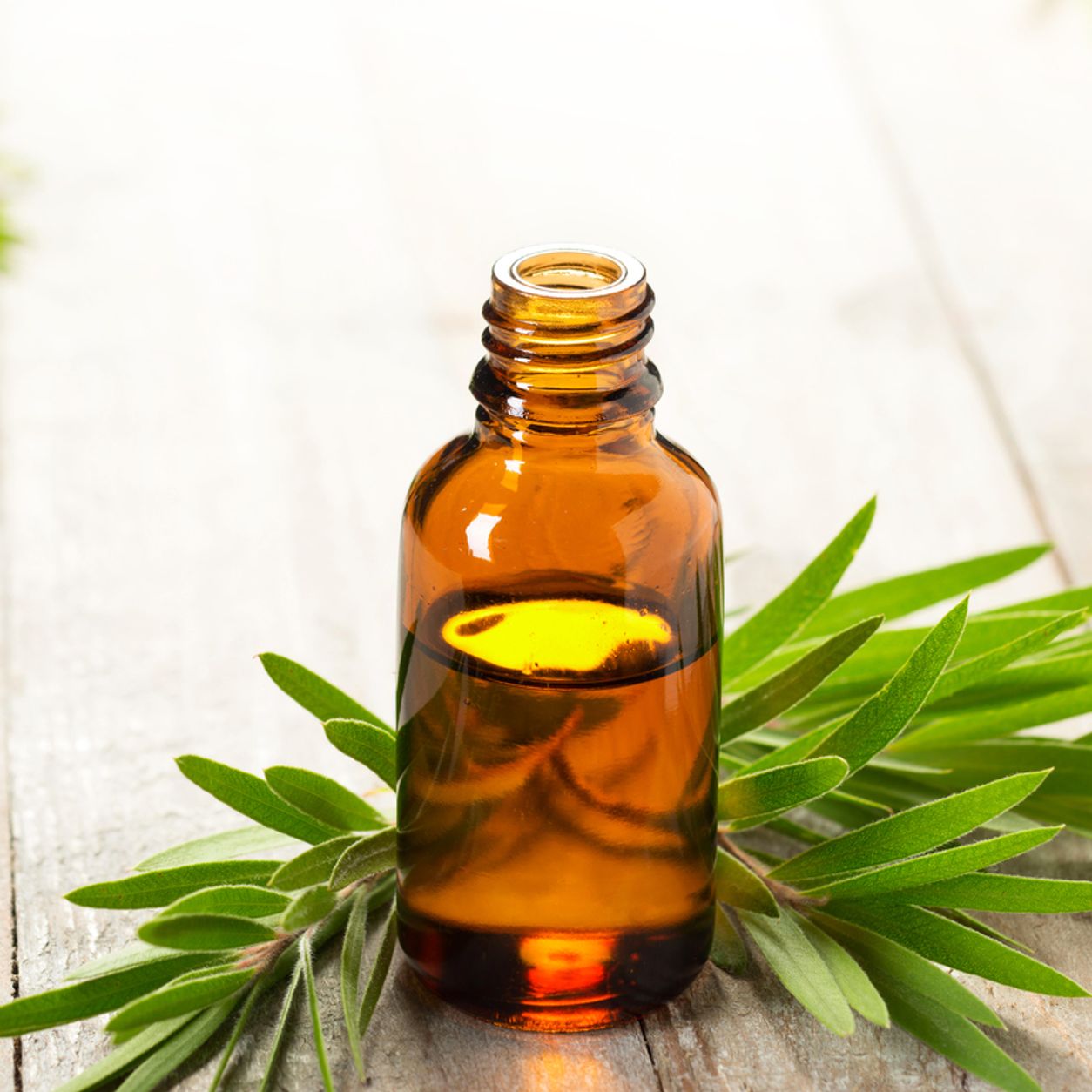 Arbol de Te - Aceite Esencial
