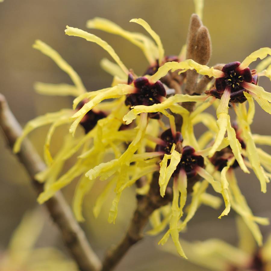 Hamamelis - Extracto