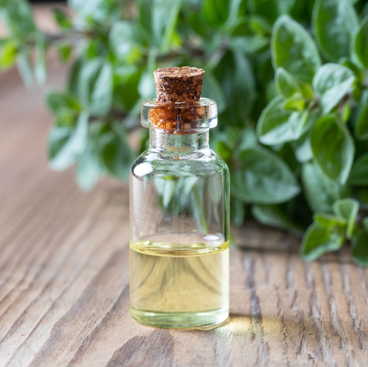 Oregano Comestible - Aceite Esencial FG