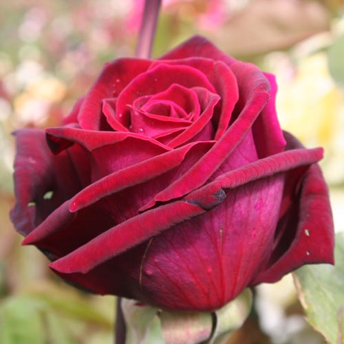 Fresh Rose - Fragancia