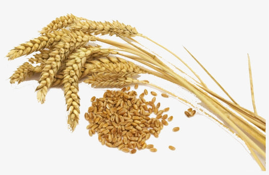 A. Germen de Trigo - 1oz,  en Guatemala, Salvador y Honduras