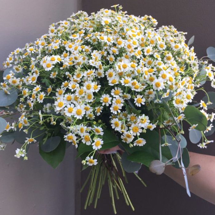 Manzanilla - Fragancia