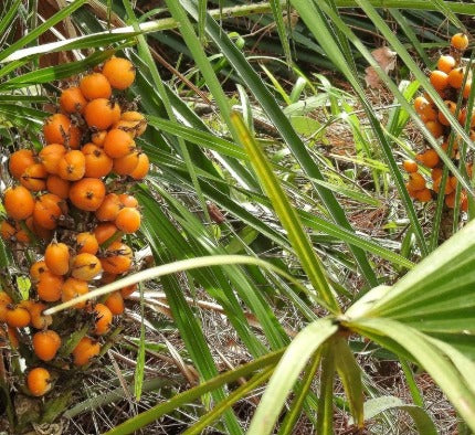 Saw Palmetto - en polvo