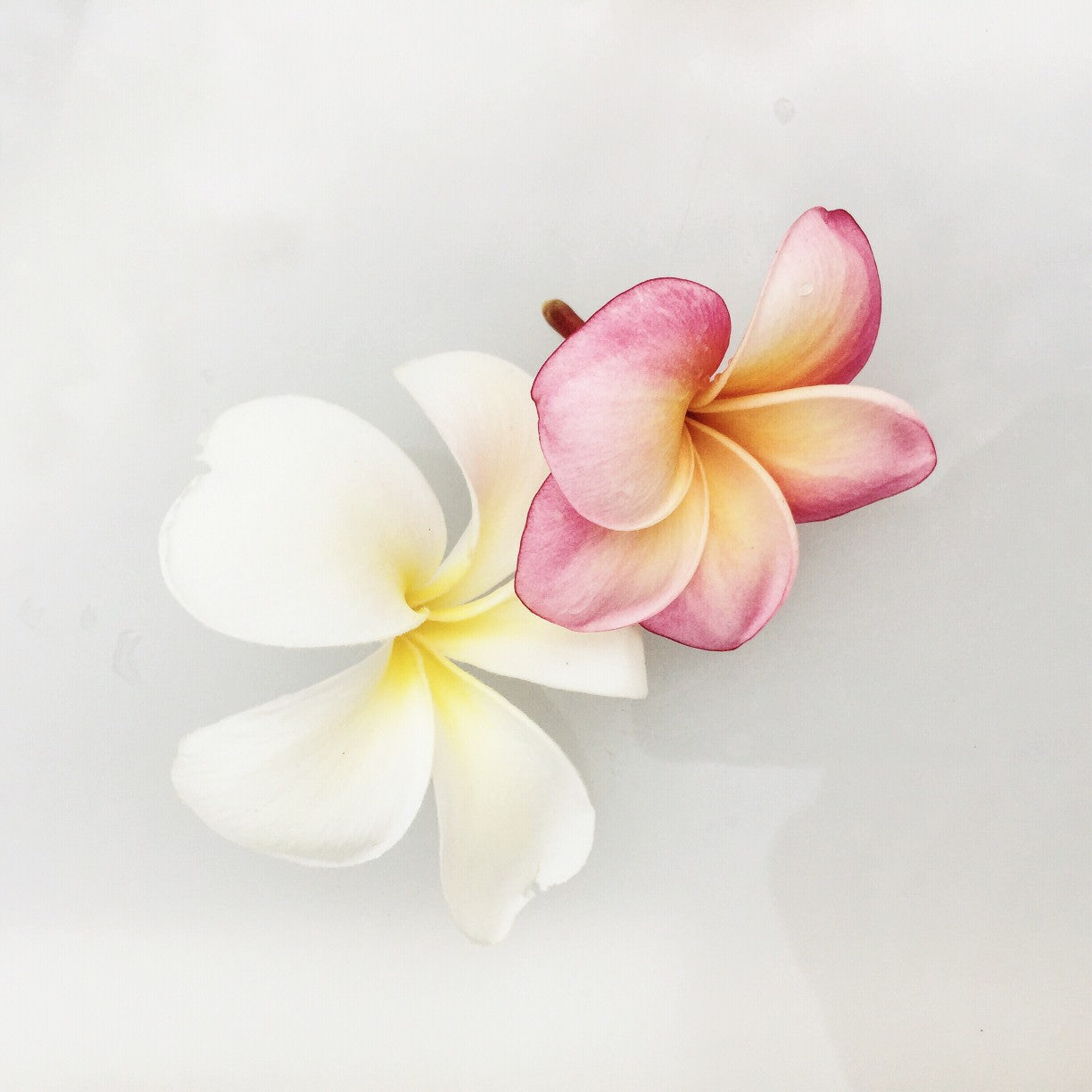 Flor Hawaiana - Fragancia