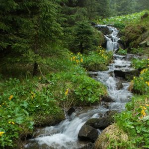 Lluvia Montaña - Fragancia